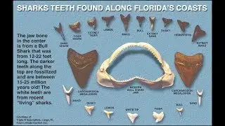 Hunting for Sharks Teeth in St. Augustine and Ponte Vedra, Florida