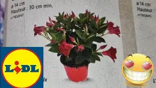 ARRIVAGE LIDL 3 MAI 2023 AU 6 MAI 2023