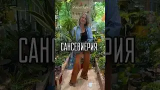 САНСЫ🌿больше пользы в моем тг t.me/spottykit
