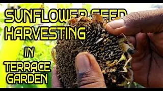 SUN FLOWER SEED HARVEST IN TERRACE GARDEN | MADURAI | சூரிய காந்தி பூவிலிருந்து விதையை அறுவடை