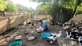 Переехали на юг из Сибири. Как я живу одна с тремя детьми. #однасдетьми #многодетная #жизньвдеревне