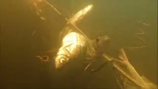 Поймать рыбу во вторую воду #4 Первые радости и огорчения