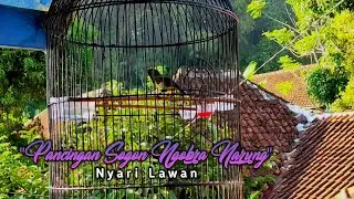🔴 Pancingan sogon ngobra narung, Cari lawan, Pasti langsung bunyi