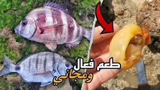 طعم فعال ومجاني لصيد سمك 😍🎣🐟