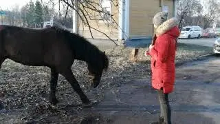 Горки Ленинские(4)