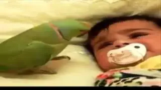 للطيور مشاعر