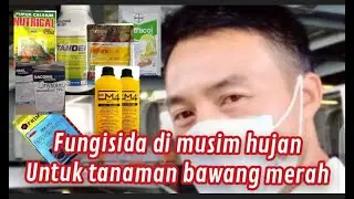 fungisida untuk tanaman bawang merah di musim hujan (antisipasi)
