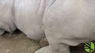 Rhino Baby Kicks- Sabi The White Rhino Is Expecting