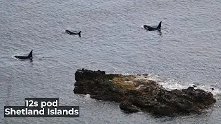 12s Orca Pod | Shetland Islands