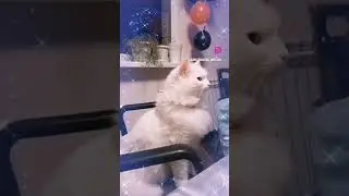 💕 Шампусик дон Карлеонэ💕