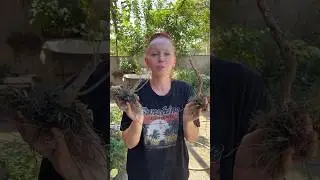 Корни мультифлоры начинаю отправлять с сентября