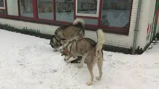 Маламут Дарья,  не понравился снеговик.😂😂