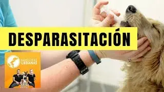Desparasitar a mi perro, ¿cada cuánto tiempo?