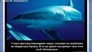 Факты про животных (Акула)
