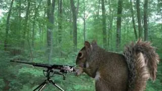 A Song About Squirrels