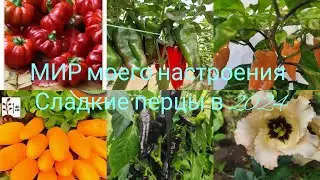 04.08.24 Сладкие Перцы обзор сортов итоги 2024 года.