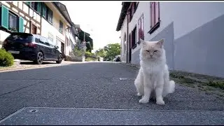 Feiyutech a2000 Footage #2 / Testshots, Gimbal test