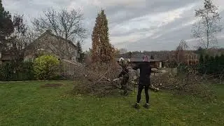 Cutting down standart trees in the garden - See our arborist