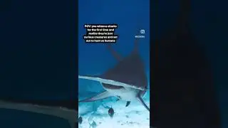 Debunking the biggest shark myth! 