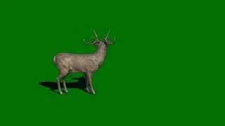green screen deer free download 🤠