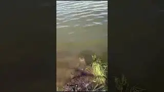 Хэерле иртэ 🌹