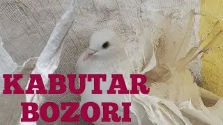 KABUTAR BOZORI RMK/TOVUS KABUTAR NARXLARIBILAN TANISHIN