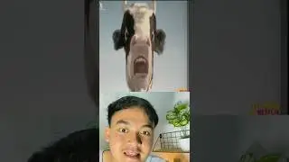 Sapi Melawan Manusia menang siapa ya ?!