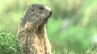 Alan