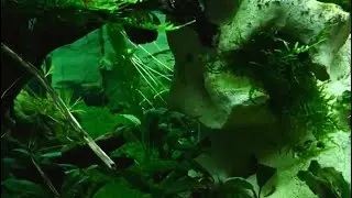 Relaxing Tank History
