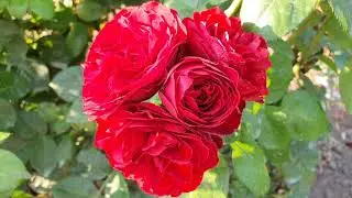 EDROSES/Роза 🌹 Эротик Рококо (Erotic Rokoko) , Tantau Германия, 2018.Серия «Noblesse Spray».