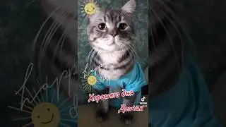 #кот