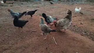 تربية دجاج بلدي البياض🐔🐓🥰