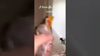 is this bird cursed by this human? #bird #funny