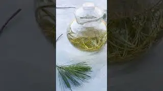 Making Michigan of Eastern White Pine | Official State Tree Map 
