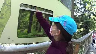Смотрим на лес сверху