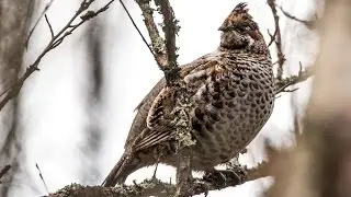 Рябчик. Самка. Весенняя призывная песня.