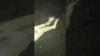 Trabalhadores filmam "bicho estranho" no Rio Cuiabá: "O trem é feio, cê tá é doido"