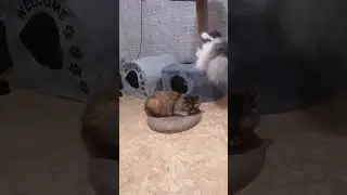 Когда заняли любимый пенёк, а ты стесняешься выгнать😂#котовасенька #самаялюбимаякошка