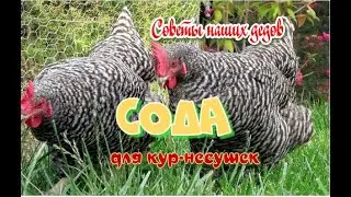 Как возобновить яйценоскость кур-несушек.
