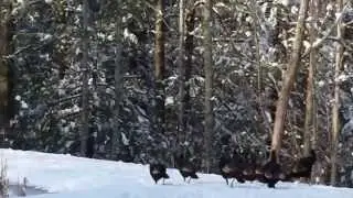 Wild Turkeys