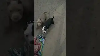 Подросли бандиты #americanbully #питомниксобак