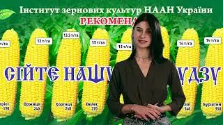 Насіння кукурудзи ДБ Хотин (ФАО 280)