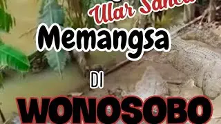 Buaya Jadi Tontonan Warga Ular Piton Memangsa#Di Wonosobo