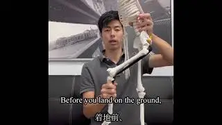 Hamstrings injury in sports ハムストリングの怪我について