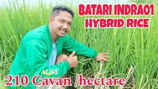 BATARI INDRA01 HYBRID RICE | Hybrid Rice na Malakas Umani at Pwedeng itanim Wet and Dry Season