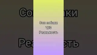 Сон собаки/Реальность!!!🐶 #shorts #тикток