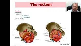 04 Pelvic organs