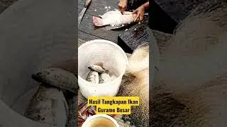 Hasil tangkapan Ikan gurame Besar #shorts #short #ikangurame