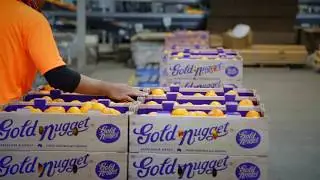 Gold Nugget Mandarins - Treasure the Taste