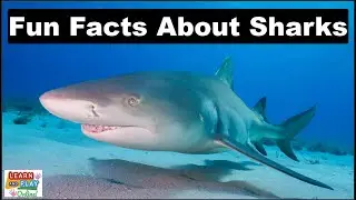 Fun Facts About SHARKS!